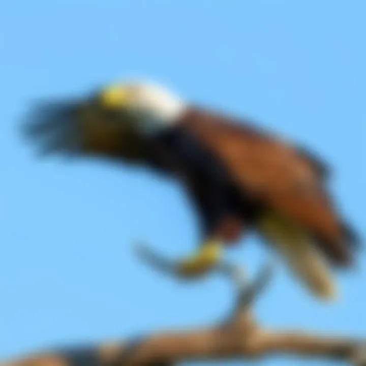 Eagle Symbol An eagle perched on a branch with its wings slightly spread, symbolizing strength and freedom, set against a clear blue sky