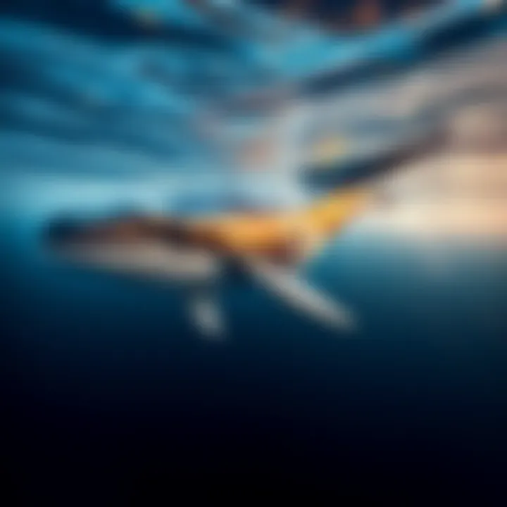 Pi the Whale Swimming A large whale swimming gracefully in the ocean, showcasing its majestic fins and tail during migration.