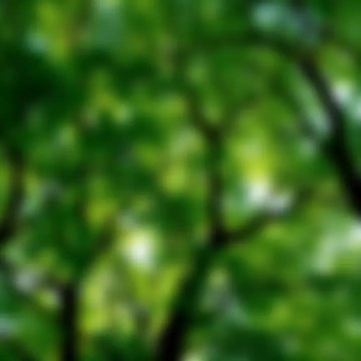 A close-up view of lush, green trees showcasing their natural beauty after recent updates.